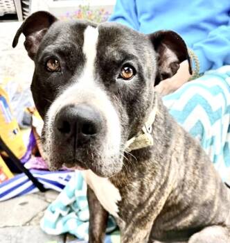 Tyson -  Mixed Breed Dog for Adoption in Westfield, New York - Tyson | PetCurious