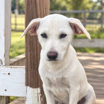 Jasper CI -  Cattle Dog and Mixed Breed Dog for Adoption in Austin, Texas - Jasper CI | PetCurious