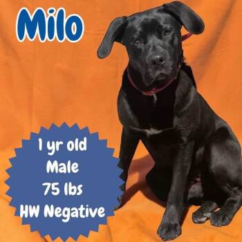 Milo -  Labrador Retriever and Hound Dog for Adoption in Ringwood, New Jersey - Milo | PetCurious