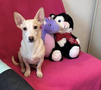 Bindi -  Dachshund Dog for Adoption in Cedartown, Georgia - Bindi | PetCurious
