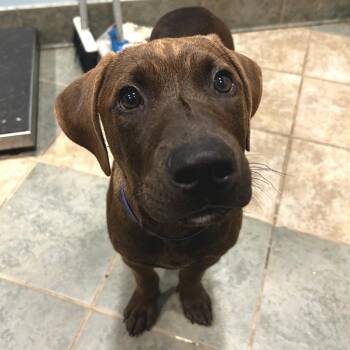 Marty Supreme -  Mixed Breed Dog for Adoption in Chattanooga, Tennessee - Marty Supreme | PetCurious