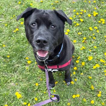 Kolby - adoption pending! -  Mixed Breed Dog for Adoption in Oshkosh, Wisconsin - Kolby - Adoption Pending! | PetCurious