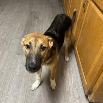 Mittens -  Mixed Breed Dog for Adoption in Columbus, Georgia - Mittens | PetCurious