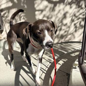Charlie -  Labrador Retriever and Border Collie Dog for Adoption in Chicago, Illinois - Charlie | PetCurious