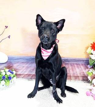 Rescue Labrador Retriever Dogs for Adoption in Castro Valley, California - ZUMBA | PetCurious