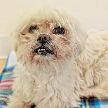 Mimi -  Shih Tzu Dog for Adoption in Eustis, Florida - Mimi | PetCurious