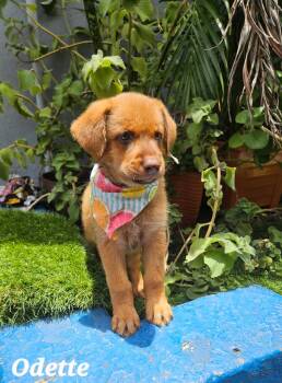 Oddette -  Retriever and Labrador Retriever Dog for Adoption in Jenkintown, Pennsylvania - Oddette | PetCurious