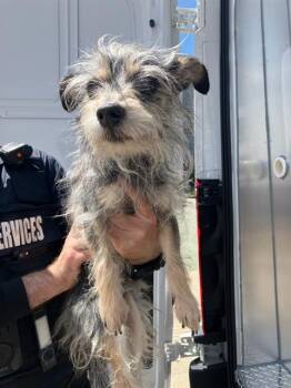 Mixed Breed Dogs Available for Adoption in Dallas, Texas - MAXIE | PetCurious