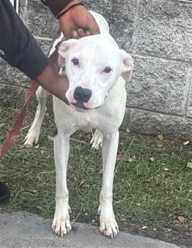 Rescue Labrador Retriever and Mixed Breed Dogs for Adoption in Dallas, Texas - DAISY | PetCurious