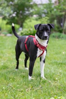 Mixed Breed Dogs Available for Adoption in Savage, Minnesota - Zach | PetCurious