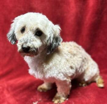 HANNA -  Havanese Dog for Adoption in Elyria, Ohio - HANNA | PetCurious
