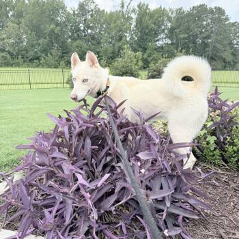 MISSY -  Husky Dog for Adoption in Newborn, Georgia - MISSY | PetCurious