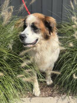 Jewel -  Saint Bernard Dog for Adoption in Benton Harbor, Michigan - Jewel | PetCurious