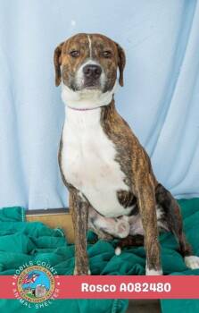 Rosco -  Labrador Retriever Dog for Adoption in Mobile, Alabama - Rosco | PetCurious