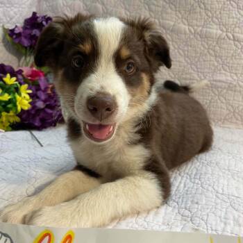 Australian Shepherd Dogs Available for Adoption in Boerne, Texas - Charming | PetCurious