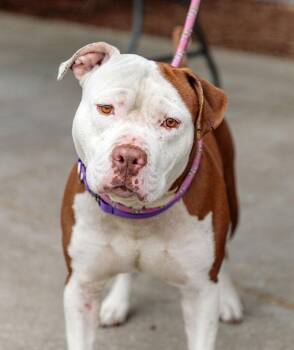 Rescue Pit Bull Terrier Dogs for Adoption in Eagle, Idaho - Boxie **Courtesy Post. Out Of Town Pet. See Below For Details** | PetCurious