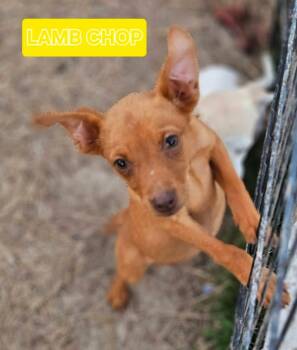 Miniature Pinscher Dogs Available for Adoption in South Kingstown, Rhode Island - Lambchop Puppet | PetCurious