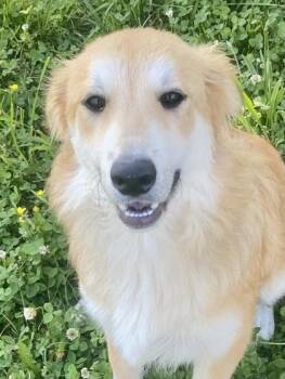 Karma -  Golden Retriever and Collie Dog for Adoption in Honeoye Falls, New York - Karma | PetCurious