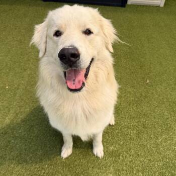 Great Pyrenees Dogs Available for Adoption in Titusville, Florida - Bowser | PetCurious