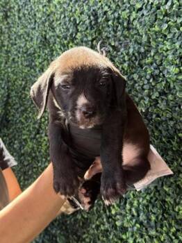 61262064 -  Pit Bull Terrier and Mixed Breed Dog for Adoption in El Paso, Texas - 61262064 | PetCurious