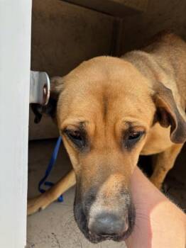 Hound and Great Dane Dogs Available for Adoption in Oklahoma City, Oklahoma - A473758 | PetCurious