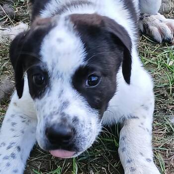 Hay-Hay - neon green -  Australian Cattle Dog Blue Heeler and Mixed Breed Dog for Adoption in Greenfield, Indiana - Hay-Hay - Neon Green | PetCurious