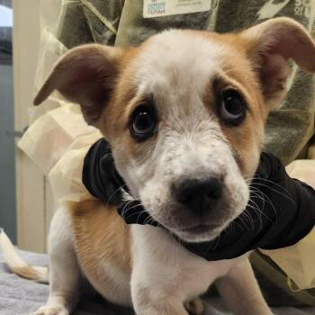 Goober -  Mixed Breed Dog for Adoption in Murray, Utah - Goober | PetCurious