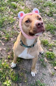 Ivan the Iconic -  Pit Bull Terrier and American Staffordshire Terrier Dog for Adoption in Friendswood, Texas - Ivan The Iconic | PetCurious