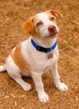 Labrador Retriever and Great Pyrenees Dogs Available for Adoption in Brierfield, Alabama - Sunny | PetCurious