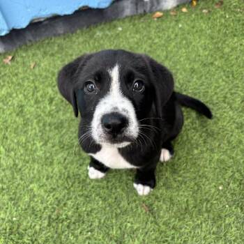 Black Labrador Retriever Dogs Available for Adoption in Loxahatchee Groves, Florida - Ruby 7015 | PetCurious