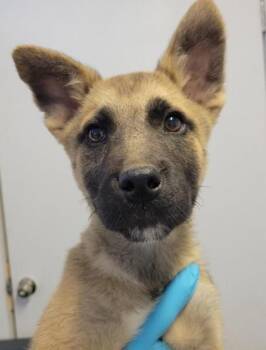 Shepherd and Mixed Breed Dogs Available for Adoption in Kansas City, Missouri - Dusty | PetCurious