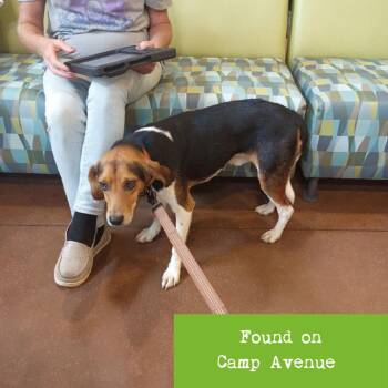 Mr. Terrific -  Beagle Dog for Adoption in Lynchburg, Virginia - Mr. Terrific | PetCurious