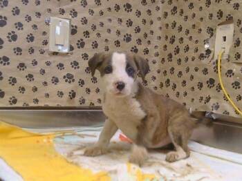 JANAE -  Pit Bull Terrier and Mixed Breed Dog for Adoption in Sacramento, California - JANAE | PetCurious