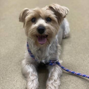 Piper -  Yorkshire Terrier and Mixed Breed Dog for Adoption in Riverside, California - Piper | PetCurious