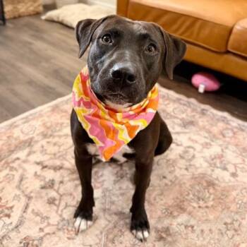 Pit Bull Terrier Dogs Available for Adoption - Leilani Snuggles The Professional Cuddle Bug  | PetCurious