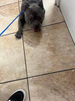 Honey Boo Boo -  Mixed Breed Dog for Adoption in Cincinnati, Ohio - Honey Boo Boo | PetCurious