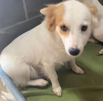 Baliy -  Mixed Breed Dog for Adoption in Lakeland, Georgia - Baliy | PetCurious