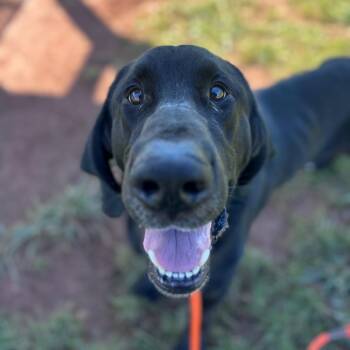 Goose -  Newfoundland Dog and Hound Dog for Adoption in York, Pennsylvania - Goose | PetCurious