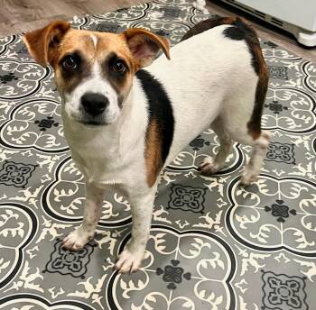Blair -  Terrier and Mixed Breed Dog for Adoption in Minneapolis, Minnesota - Blair | PetCurious