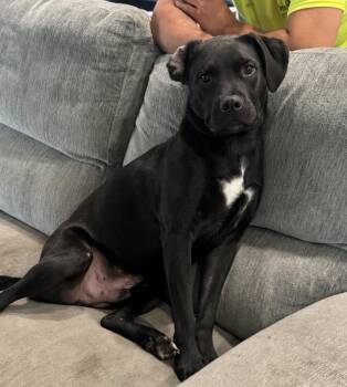 Linus -  Black Labrador Retriever Dog for Adoption in Plainfield, Illinois - Linus | PetCurious