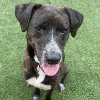 M&M -  Pit Bull Terrier Dog for Adoption in Indianapolis, Indiana - M&M | PetCurious