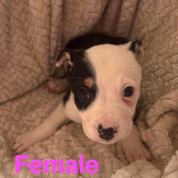 Amethyst -  Pit Bull Terrier and Catahoula Leopard Dog Dog for Adoption - Amethyst | PetCurious