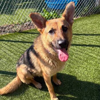 Selly -  German Shepherd Dog and Mixed Breed Dog for Adoption in Metamora, Michigan - Selly | PetCurious