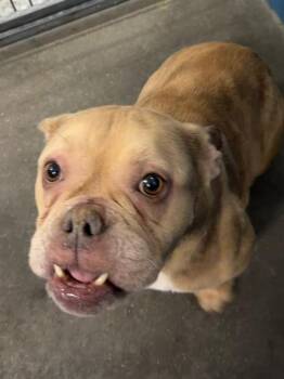 Spud -  Mixed Breed Dog for Adoption in Henderson, North Carolina - Spud | PetCurious