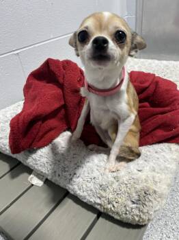 Chihuahua Dogs Available for Adoption - Lily11444B (Rescue Only) | PetCurious