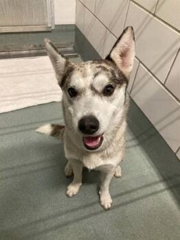 Siberian Husky Dogs Available for Adoption in Baytown, Texas - OSO | PetCurious