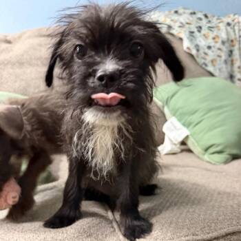 Georgie -  Shih Tzu and Mixed Breed Dog for Adoption in Houston, Texas - Georgie | PetCurious