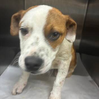 Mixed Breed Dogs Available for Adoption in Corbin, Kentucky - Ricky Mane | PetCurious