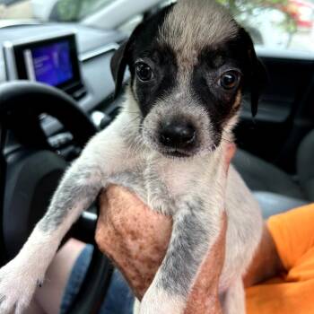 Froot Loop -  Mixed Breed Dog for Adoption in Lufkin, Texas - Froot Loop | PetCurious