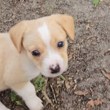 Chuck -  Mixed Breed Dog for Adoption in Williston, Florida - Chuck | PetCurious